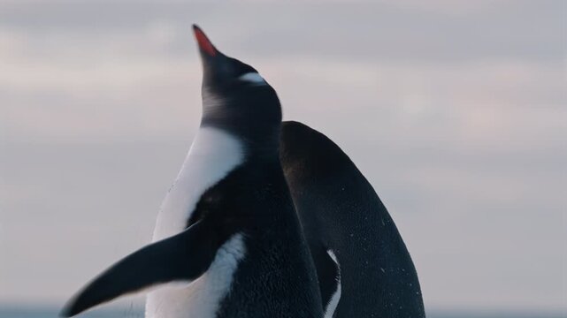 Penguin shaking body with flippers extended