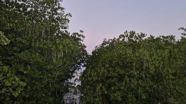 Dense Mangrove Forest Canopy Wall with Abundant Hanging Rhizophora Propagules
