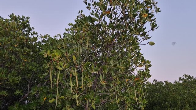 Rhizophora Mangrove Tree with Long Hanging Propagules in Coastal Forest