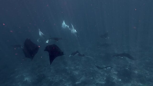 Group of reef manta rays gliding over a coral cleaning station, Indonesia