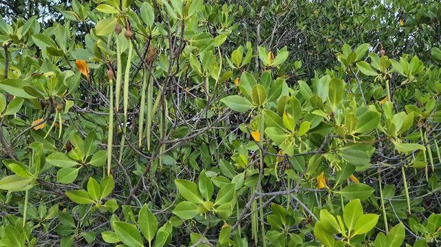 Dense green mangrove tree foliage with long propagules hanging from branches in a tropical coastal forest background
