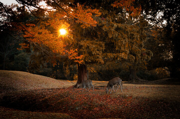 Naklejka premium Two Sika Deer Grazing on a Slope in Nara Park at Sunrise