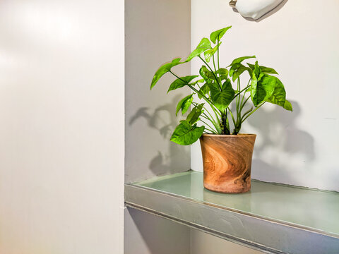 Indoor decorative plant placed on a wall shelf along a corridor, adding a fresh natural accent to a clean modern interior with soft lighting and minimalist architectural design.