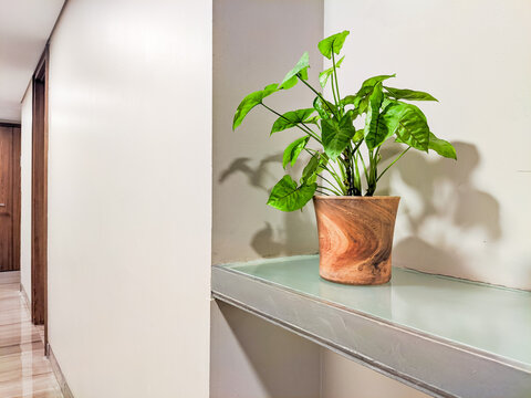 Indoor decorative plant placed on a wall shelf along a corridor, adding a fresh natural accent to a clean modern interior with soft lighting and minimalist architectural design.