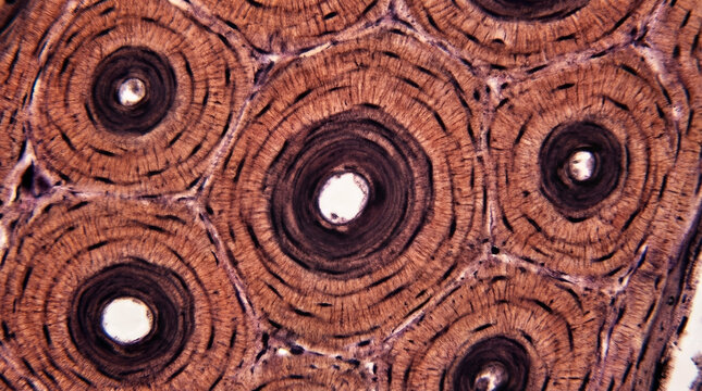 Microscopic view of compact bone tissue showing concentric osteons with central Haversian canals and surrounding lamellae structure.