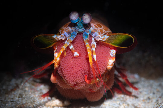 Peacock mantis shrimp with eggs
