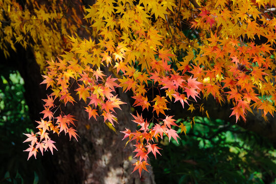 兼六園のしだれる紅葉とグラデーションの秋景色（Autumn leaves in Kenrokuen garden, Kanazawa, Ishikawa, Japan）