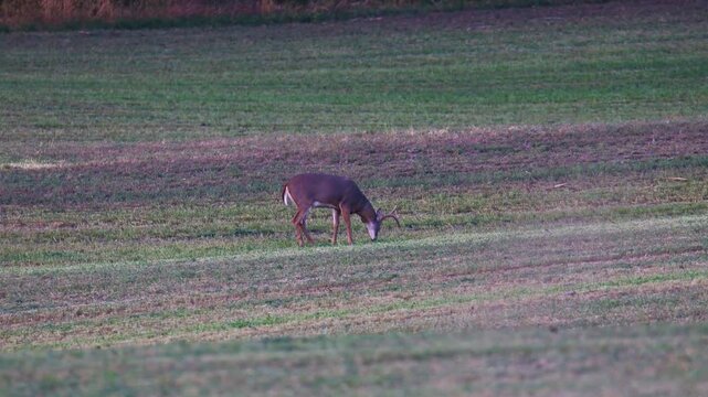 White-tailed deer buck grazing in Wisconsin farm field