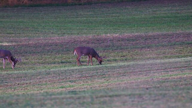 White-tailed deer buck sniffs another buck during social interaction