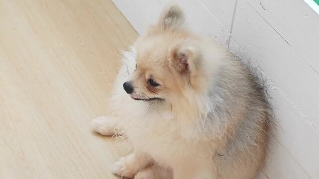 Close up portrait of a cute smiling cream Pomeranian dog looking up.