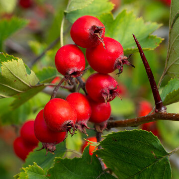 Hawthorn branch with its ripe fruits.
Hawthorn fruits ripen at the end of summer. Used as a medicinal plant to lower blood pressure. 