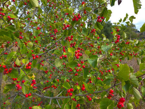 Hawthorn bush with its fruits.
