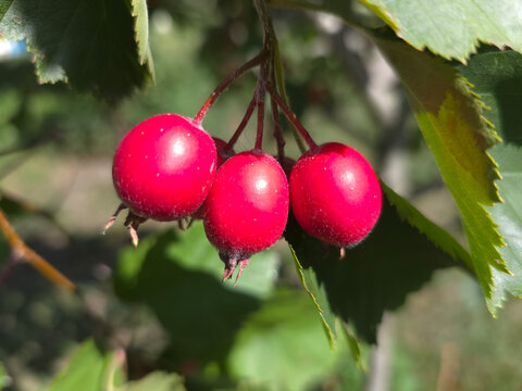 Hawthorn branch with its ripe fruits.
Hawthorn fruits ripen at the end of summer. Used as a medicinal plant to lower blood pressure. 