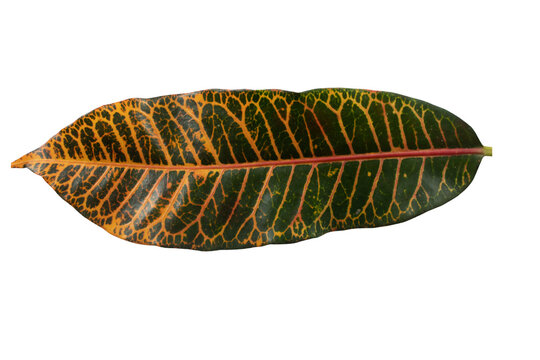 Croton Leaves