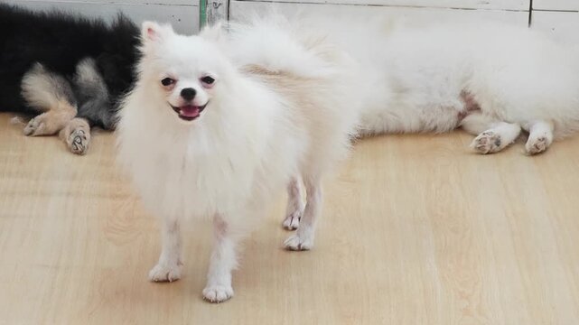 Cute white Pomeranian dog standing on wooden floor with friends.