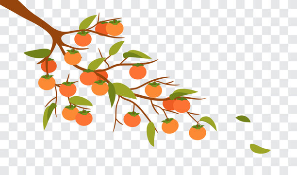Persimmon branch on Fake transparent background vector illustration.