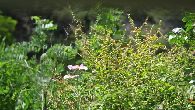 Close-up shot of green wild herbs, plants, and delicate flowers gently swaying in a light breeze on a sunny day in the Troodos mountains, Cyprus, with a natural soft background.
