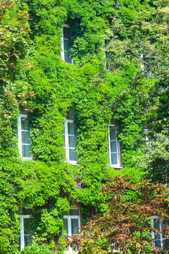 Multi-storey house facade completely covered with green plants, only windows visible through dense vegetation and ivy building walls.