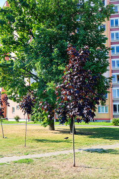 Young saplings of Norwegian maple grow near an apartment building small maples with black, brownish-red foliage stand street next to a residential building.