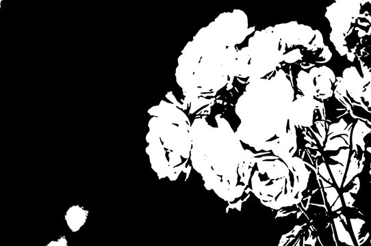 Pop-Art Illustration von Rosenbl&uuml;ten in Schwarz-Wei&szlig; mit hohem Kontrast
