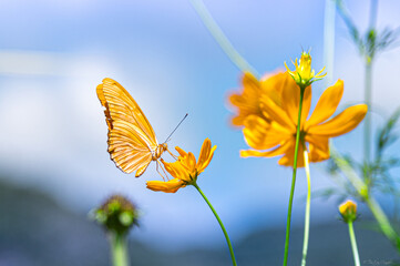 Papillon et fleurs © Tristan CANALE