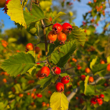 Hawthorn branch with its ripe fruits.
Hawthorn fruits ripen at the end of summer. Used as a medicinal plant to lower blood pressure. 