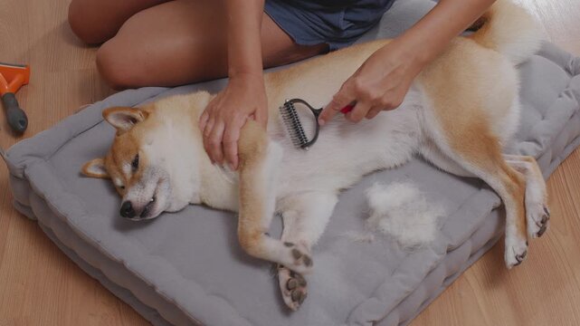 Close-up of a female owner's hands carefully brushing and grooming a cute red Shiba Inu dog with a slicker brush. Professional care for a shedding Japanese breed pet at home. Fluffy undercoat fur remo