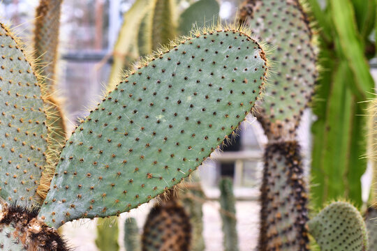 Platyclade of Prickly Pear 'Opuntia' cactus plant