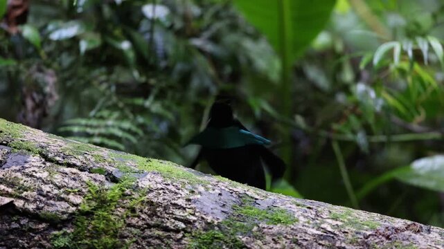 Vogelkop lophorina (Lophorina superba), formerly part of the superb bird-of-paradise complex, is a species of passerine bird in the bird-of-paradise family Paradisaeidae.