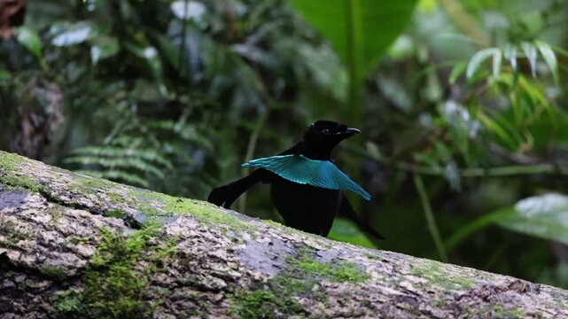 Vogelkop lophorina (Lophorina superba), formerly part of the superb bird-of-paradise complex, is a species of passerine bird in the bird-of-paradise family Paradisaeidae.
