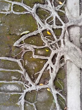 cement floor covered by tree roots