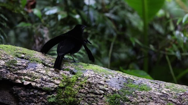 Vogelkop lophorina (Lophorina superba), formerly part of the superb bird-of-paradise complex, is a species of passerine bird in the bird-of-paradise family Paradisaeidae.