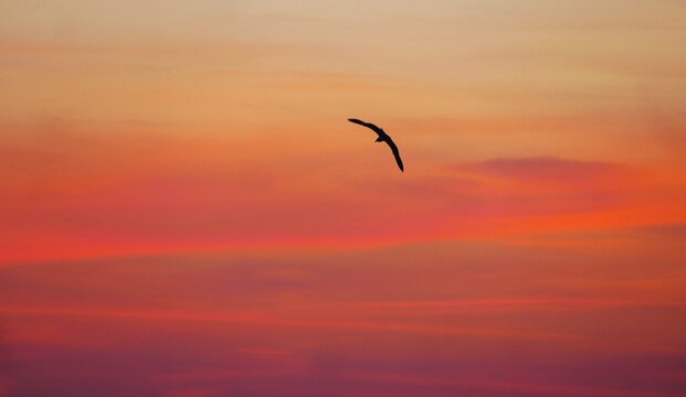 Seagull spread wings and fly above colorful pastel sky in beautiful sunset seabirds colorful background
