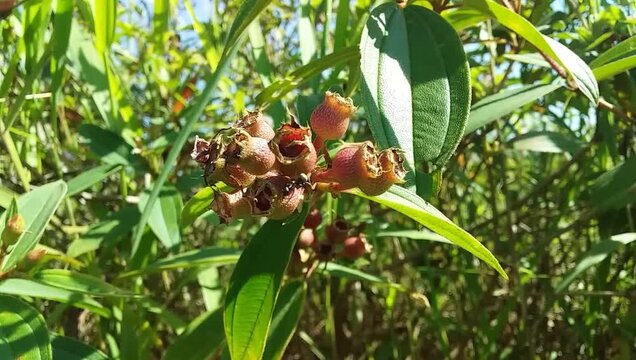 Ant Walking on an Unopened Purple Flower Bud in Nature