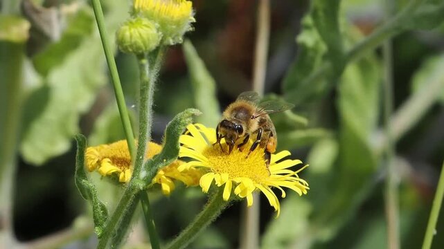 Western honeybee (Apis mellifera) insect with packed pollen baskets pollinating a bright yellow flower, bee and nature wildlife stock video footage clip 