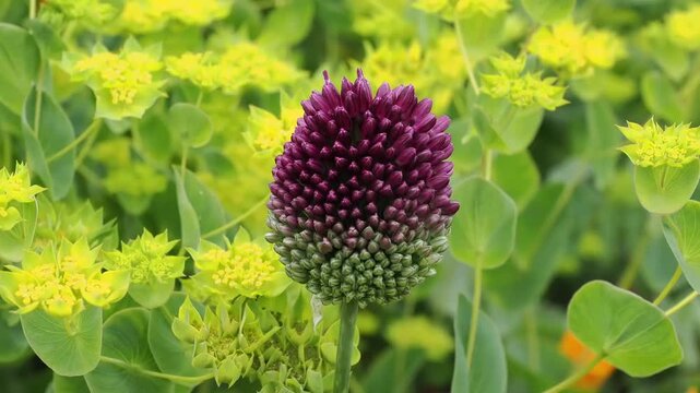 Allium sphaerocephalon a purple spring summer flower perennial bulb plant also known as drumsticks, round headed leek, round headed garlic, ball head onion, gardening stock photo image