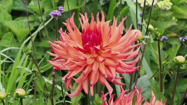Dahlia 'Erpeler Ley' a summer autumn fall flowering tuber plant with an orange summertime catus type flower, gardening stock photo image, gardening stock video footage clip