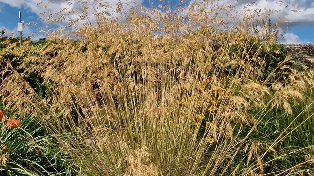 Stipa gigantea plant with green evergreen leaves and large panicles of oat-like flowers turning to a golden colour in autumn, commonly known as Golden Oats or Giant Feather Grass, video footage