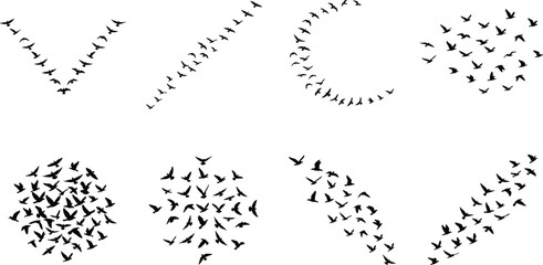 Fototapeta premium Black Silhouettes of Flying Bird Formations in Various Geometric and Natural Patterns