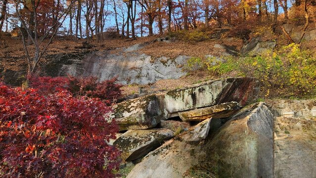 A serene autumn view of weathered natural rock formations and vibrant red maple foliage at Yeongju Buseoksa Temple in Gyeongsangbuk-do. The harmony of ancient stone textures and warm autumn tones crea