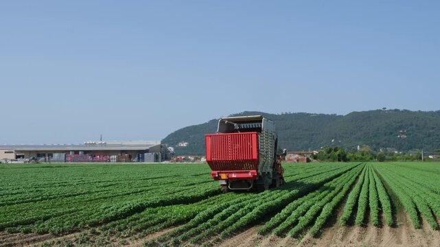 Basil harvesting in Italy with agricultural machinery, organic farming, agribusiness, sustainable agriculture, food industry, fresh herb production, local produce and Mediterranean rural landscape.