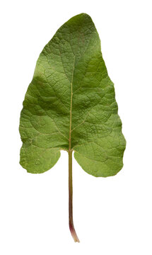 Green burdock leaf showing detailed vein texture isolated on transparent background