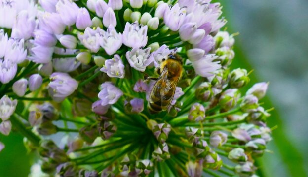 Bee collecting pollen on big purple flower in the garden bee wildlife background