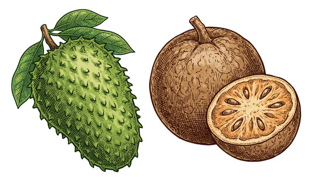 Detailed Engraving style illustration featuring a ripe green soursop fruit and a sliced wood apple showing textured interior seeds