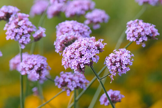 Lilac purple Verbena bonariensis, also known as purple top vervain, clustertop vervain, Argentinian vervain, in flower.