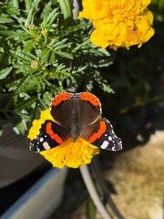 Red admiral butterfly on a bright yellow marigold flower © Karu_Ok