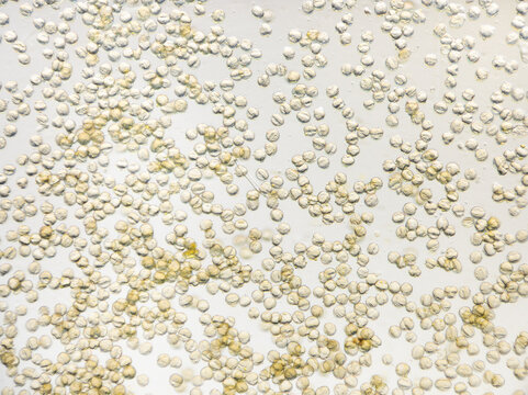 Rapeseed pollen grains with textured exine and visible furrows rest across pale field. Flower pollen reveals varied grain shapes, surface relief, and clustered forms under microscope