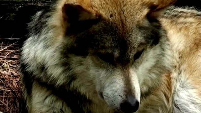 Gray Wolf Resting Close Up in Forest