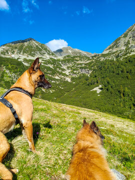 Belgian Dogs looking at mountains at Bucegi National Park, Romania