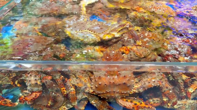 Live Crabs and Shrimp in Restaurant Aquarium &ndash; Chinese Seafood Selection